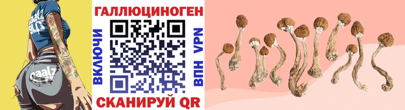 Галлюциногенные грибы Psilocybine cubensis  Купить закладки  Шатура 
